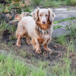 Shiner - Dachshund