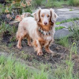 Shiner - Dachshund