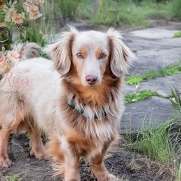 Shiner - Dachshund