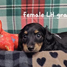 Dachshund Puppies from Briarwood Dachshunds