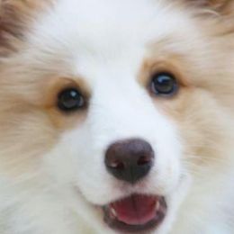 Border Collies from Wilsong Border Collies