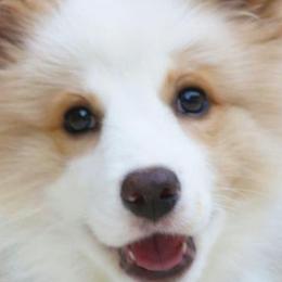Border Collies from Wilsong Border Collies