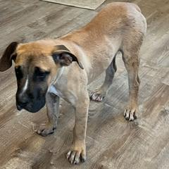 Boy Teal - Fawn male Perro de Presa Canario puppy in Madison, Ohio from Joshua's Perro de Presa Canario