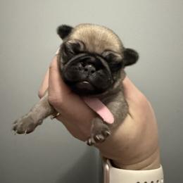 Bunny - Fawn female Pug puppy in Ludowici, Georgia from Royal Destiny Kennels