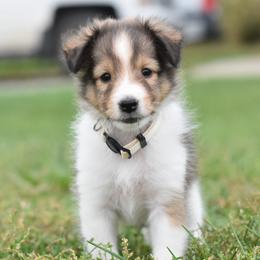 Toffee - Sable and white female Shetland Sheepdog puppy in Wolcott, Indiana from Southside Shelties
