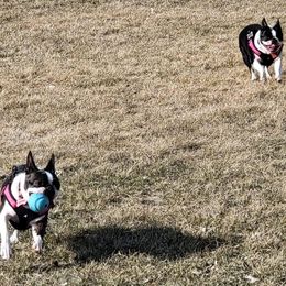 Boston Terrier Puppies from Big Sky Bostons