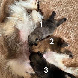 Pomeranian Puppies from Tea Pup Pomeranians