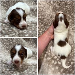Kiss AKC - Chocolate and tan female Dachshund puppy in Osage, Oklahoma from Vandruff Creek Mini Dachshunds