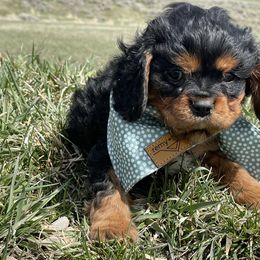 Cavalier King Charles Spaniel and Cavapoo Puppies from Sunny Hill Puppies