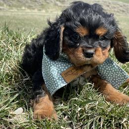 Cavalier King Charles Spaniel and Cavapoo Puppies from Sunny Hill Puppies