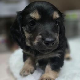 Morgan - Black and cream male Dachshund puppy in Oklahoma City, Oklahoma from OkieDoxieland Dachshunds