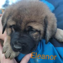 Eleanor - Wolfgray female Spanish Mastiff puppy in Prosperity, Pennsylvania from Prosperity Guardians