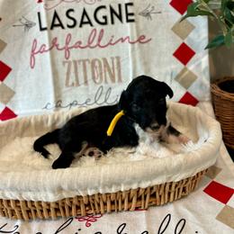 Angel Hair - White and black female Bordoodle puppy in Valley Center, California from Circle R Valley Bordoodls