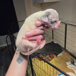 Key lime pie - Blue and white male Great Dane puppy in Monroe County, Pennsylvania from Poke-A-Nose Danes