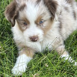 Reed's Cattle Co's Boy 1 - Red merle male Miniature Australian Shepherd puppy in Show Low, Arizona from Reeds Cattle Co.