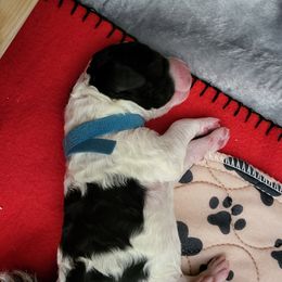 Australian Labradoodle and Labradoodle Puppies from Tyson's Farm Labradoodles