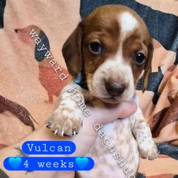 Vulcan - Piebald male Dachshund puppy in Harrodsburg, Kentucky from Wayward Home Dachshunds