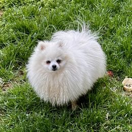Ghost - Pomeranian