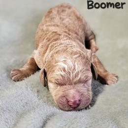 Boomer - Apricot male Goldendoodle puppy in Harris County, Texas from Cute & Curly Doodles