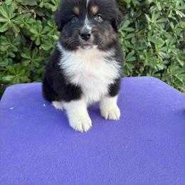 Linus - Black tri-color male Australian Shepherd puppy in Fresno, California from Luna Lane Aussies