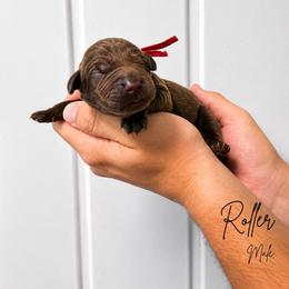 Roller - Chocolate male Labrador Retriever puppy in Amery, Wisconsin from Cornerstone Retrievers