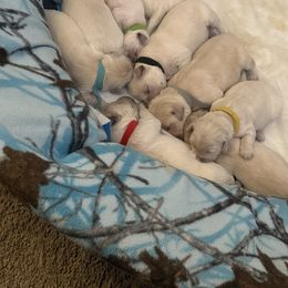 Amber - Golden female Golden Retriever puppy in Aliso Viejo, California from Golden Puppy Dog