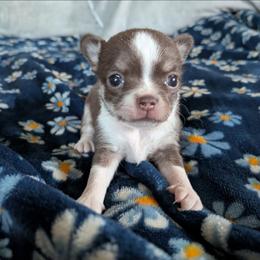 Birthday PRINCESS - Chocolate and white female Chihuahua puppy in Amity, Pennsylvania from Baxters Chihuahuas