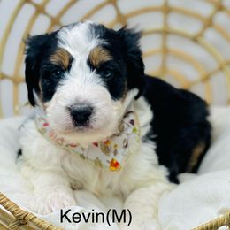 Assorted Doodle Crosses, Aussiedoodle, Australian Mountain Doodle, and Bernedoodle Puppies from North 40 Doodles