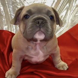 Adam - Blue fawn male French Bulldog puppy in Pine Township, Pennsylvania from BlueCairo Frenchies