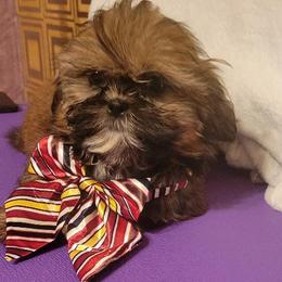 Pharoah - Red male Shih Tzu puppy in Parma, Ohio from D's DeVine Shih-Tzu