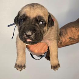 Gideon - Fawn male Cane Corso puppy in Elkhart, Indiana from Martins Almighty Cane Corsos