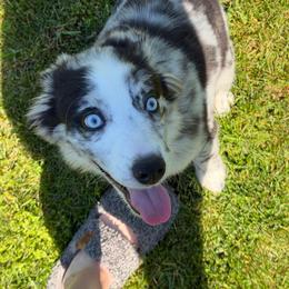 Lilo - Blue merle female Miniature Australian Shepherd puppy in Bohemia, New York from Wiggle Bum Ranch