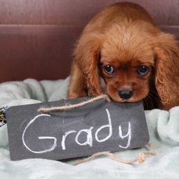 AKC Grady - Ruby male Cavalier King Charles Spaniel puppy in Albany, Indiana from Hatz Off Puppies