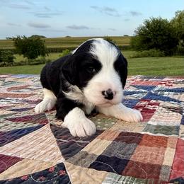 Ewe Betcha - Black and white female Sheepadoodle puppy in Adams, Nebraska from Boxcar Doodles and Poodles