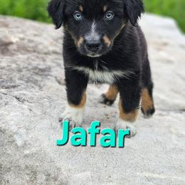 Jafar - Black tri-color male Australian Shepherd puppy in Trout Run, Pennsylvania from Rose Valley Aussies