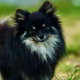 Hulk - Pomeranian