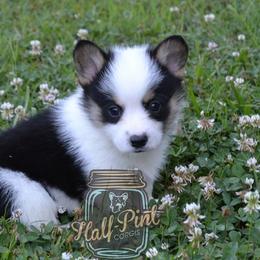 American Corgi and Pembroke Welsh Corgi Puppies from Half-Pint Corgis