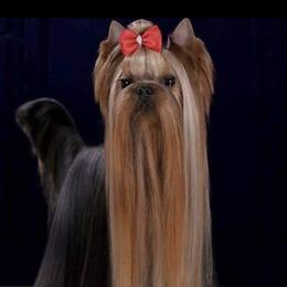 Karat - Yorkshire Terrier