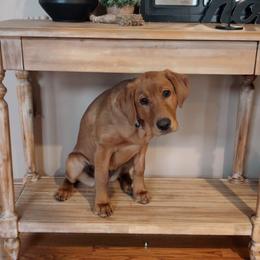 Labrador Retriever Puppies from Dan's Labrador Retrievers