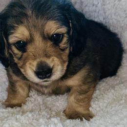 Shaded Cream boy - Cream male Dachshund puppy in Wickenburg, Arizona from Glossy Doxies