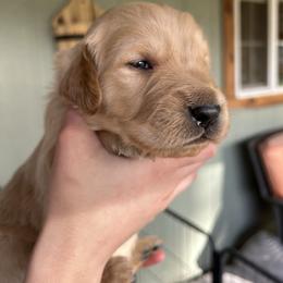 Blue Collar - Male 4 - Golden male Golden Retriever puppy in Bonanza, Oregon from Gold 'N Dust Ranch