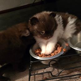 Bud - Chocolate parti male Pomeranian puppy in Gun Barrel City, Texas from Petite Poms
