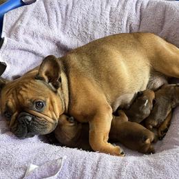 French Bulldog puppies from Tri County Frenchies