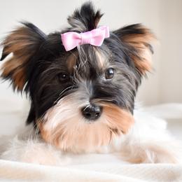 Kira - Black tan and white female Biewer Terrier puppy in California from Skyridge Puppies