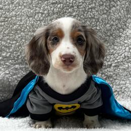 Dennis - Piebald male Dachshund puppy in Trinity, Texas from Signature Sloan - Long Hair Dachshunds