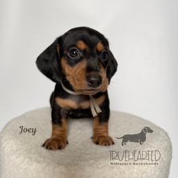 Joey - Black and tan male Dachshund puppy in Royse City, Texas from Truehearted Miniature Dachshunds