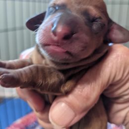Girl 1 - Dachshund puppy in Sarasota County, Florida from Donna's Mini Joys