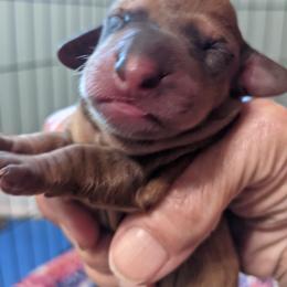 Girl 1 - Dachshund puppy in Sarasota County, Florida from Donna's Mini Joys