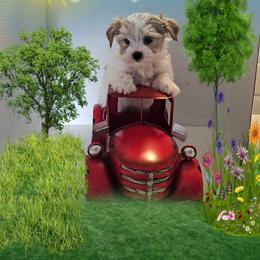 Yellow Parti boy - Parti male Yorkshire Terrier puppy in Inverness, Florida from Luvayorkie&more