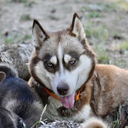 Sami  - Siberian Husky